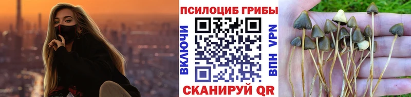 Псилоцибиновые грибы Cubensis Егорьевск